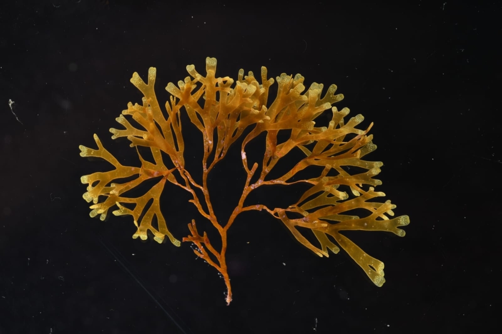 طحالب "Rugulopteryx okamurae"